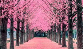 ELEGANT GÜNEY KORE TURU