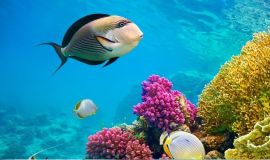 Vizesiz - Yılbaşı Özel Sharm El Sheikh Turu
