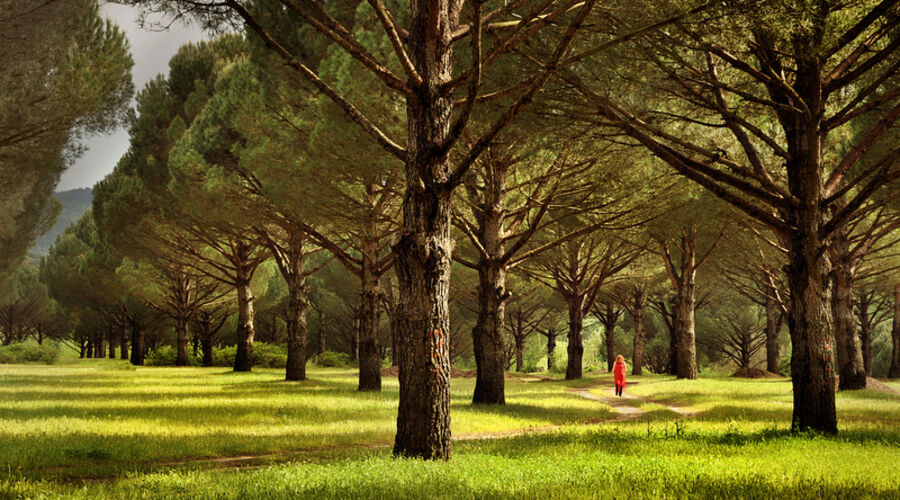 Bergama & Kozak Yaylası Turu