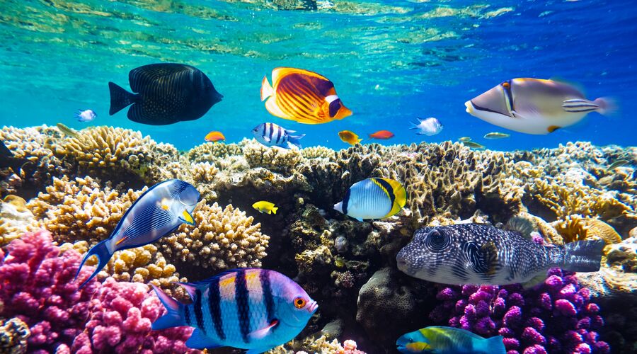 SHARM EL SHEİKH TURU KIZILDENİZ ROTASI (3 GECE KONAKLAMALI)