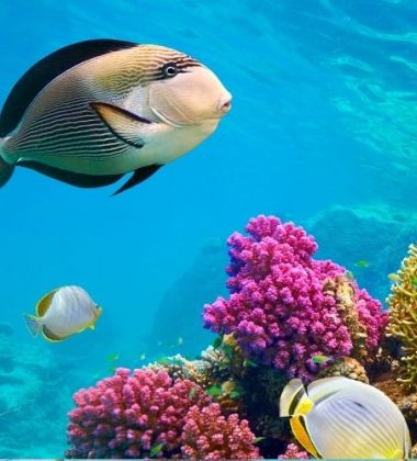Vizesiz - Yılbaşı Özel Sharm El Sheikh Turu